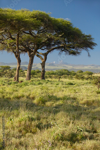 Mount Kenya and Acacia Trees at Lewa Conservancy  Kenya  Africa