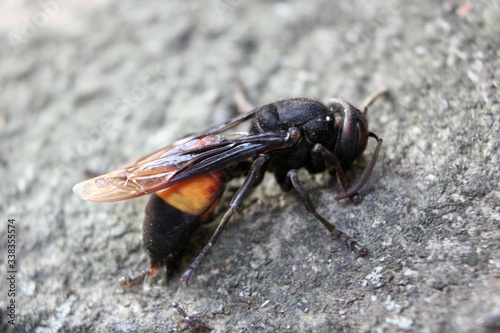 close up photo of a stinging bee that is dying and has begun to be surrounded by ants