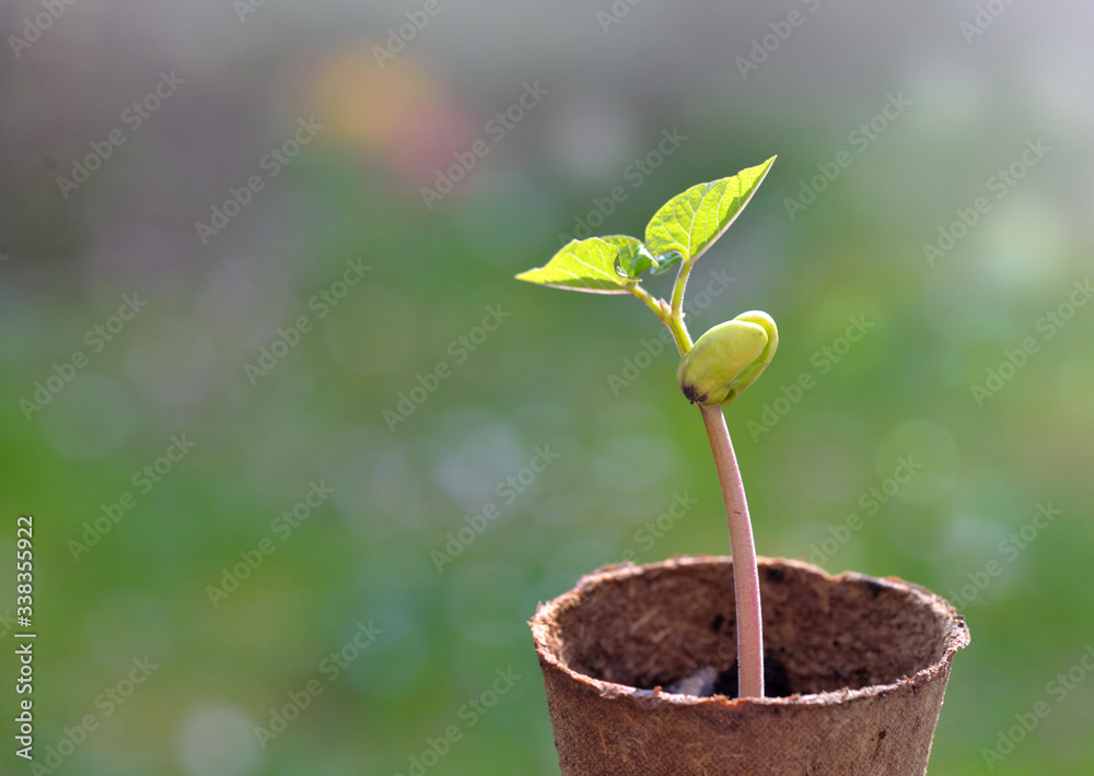 close on sprout of a bean growing in a peat pot  in garden - obrazy, fototapety, plakaty 