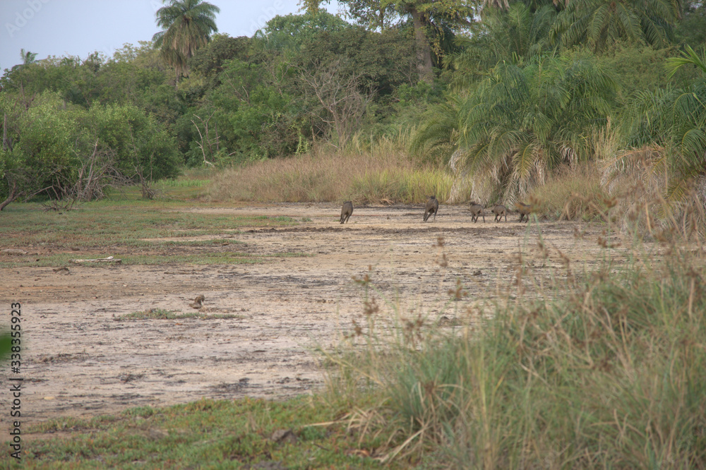 familia de pumbas corriendo en una selva familia de pumbas corriendo en una selva