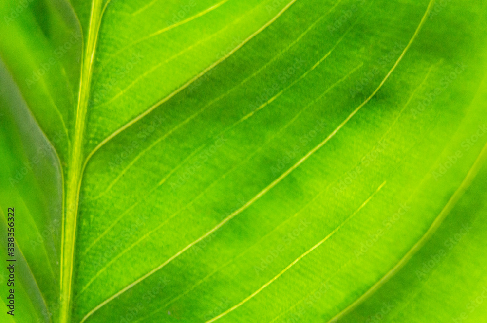 Green summer leafy pattern. Large leaves. Background for graphic design of agro booklet. Green summer leafy pattern. Large leaves. Background for graphic design of agro booklet.