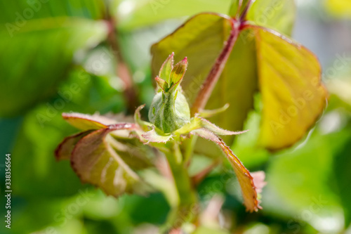 Macro focus, shallow view of a rose bud within a few days of blooming.