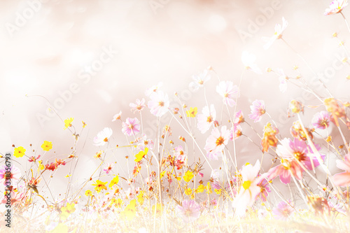 Beautiful Soft and blur of cosmos flowers with bokeh in vintage style for background. © Meawstory15Studio
