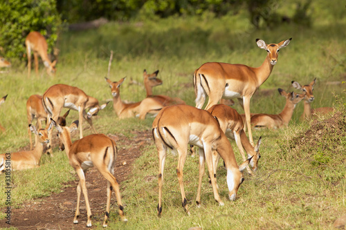 Impala at Masai Mara near Little Governor s camp in Kenya  Africa