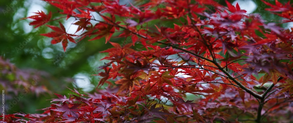 Red leaves of Japanese maple tree. Japan Red leaves of Japanese maple tree. Japan
