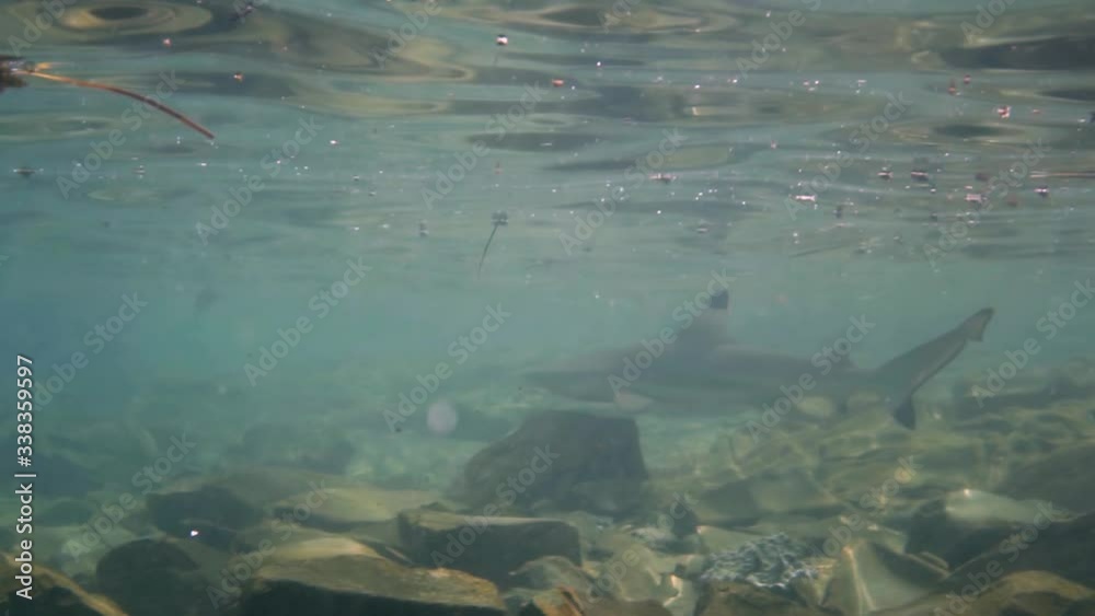 A Black Tip Reef Shark swimming in the rocky, murky shallow water near the shore - slow motion A Black Tip Reef Shark swimming in the rocky, murky shallow water near the shore - slow motion