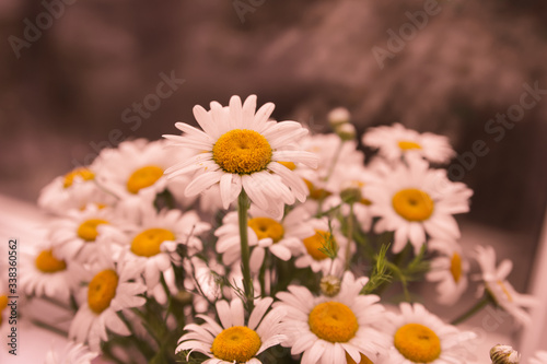  bouquet of daisies close-up on a window background