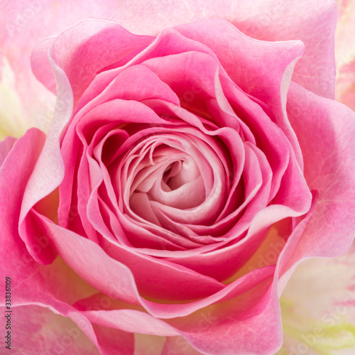 Pink rose blossom top view closeup
