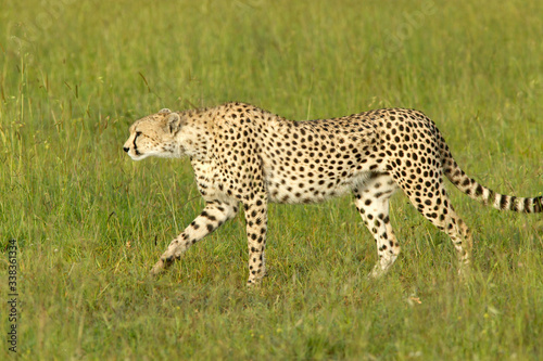Cheetah stalking and walking through high grasslands of Masai Mara near Little Governor's camp in Kenya, Africa