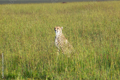 Cheetah sitting in high grasslands of Masai Mara near Little Governor's camp in Kenya, Africa