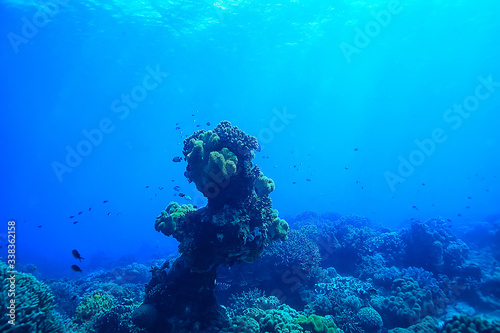 marine ecosystem underwater view / blue ocean wild nature in the sea, abstract background
