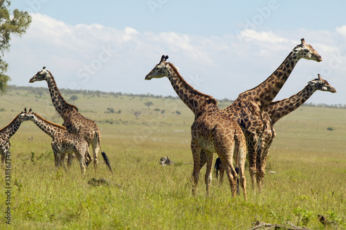 Fototapeta Naklejka Na Ścianę i Meble -  Giraffes in grasslands of Masai Mara near Little Governor's camp in Kenya, Africa