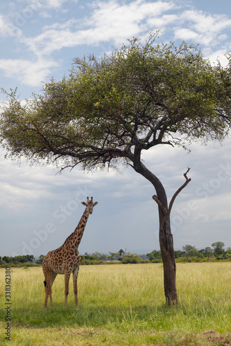 Giraffe and Acacia Tree in grasslands of Masai Mara near Little Governor s camp in Kenya  Africa