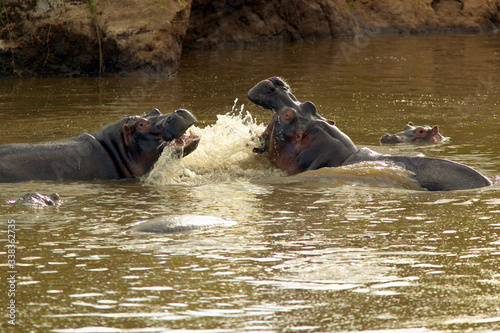 Hippopotamuses in pool of water with mouth opened in Masai Mara near Little Governor's camp in Kenya, Africa