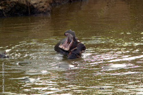Hippopotamus in pool of water with mouth opened in Masai Mara near Little Governor's camp in Kenya, Africa