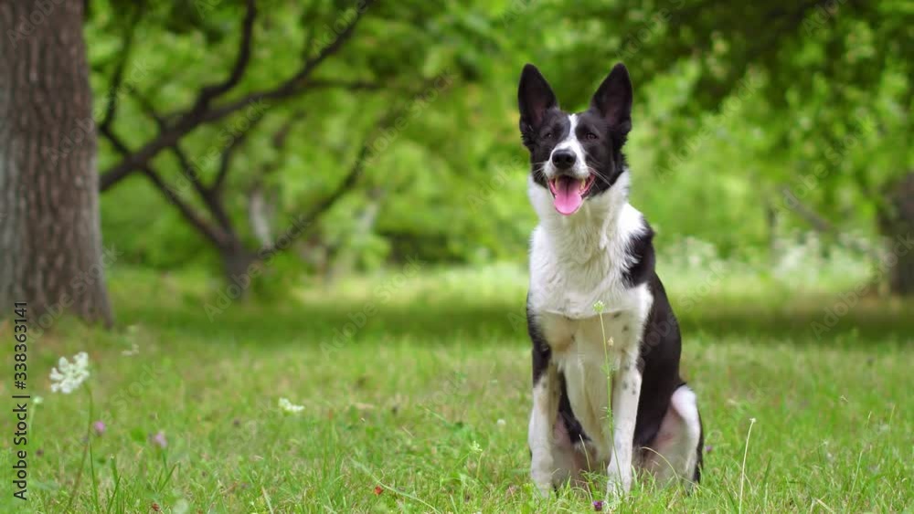 Full length portrait of dog panting while sitting in fruit tree yard Full length portrait of dog panting while sitting in fruit tree yard
