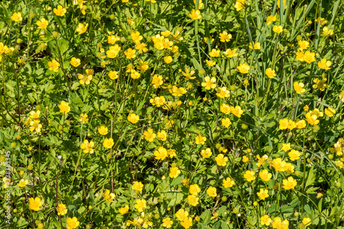 Beautiful Lesser celandine (Ranunculus ficaria) flowers. Bright yellow spring flowers Textures.