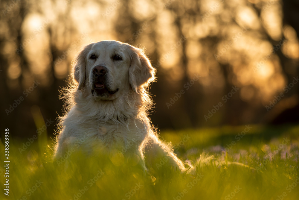 Golden Retriever Golden Retriever