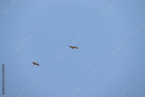 couple Painted Storks flying in the sky with blue background
