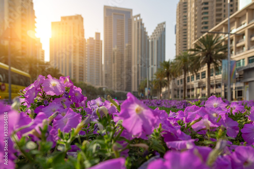 Bright purple flowers on a background of the city. A flower bed with beautiful urban flowers on background of tall buildings and houses © ALEXEY