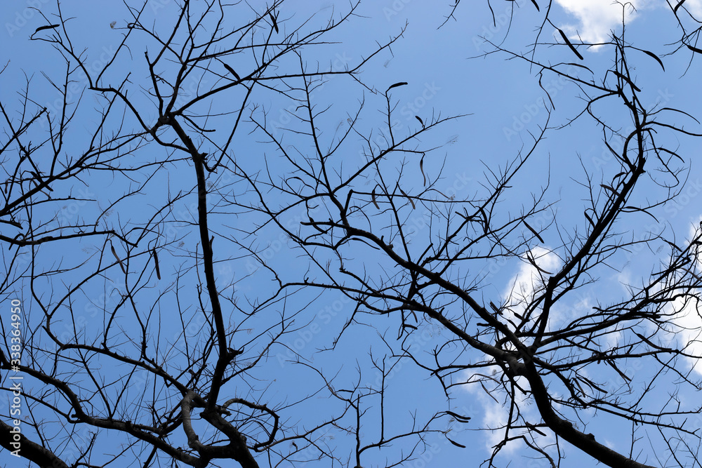 Silhouette of leafless branches and sky background