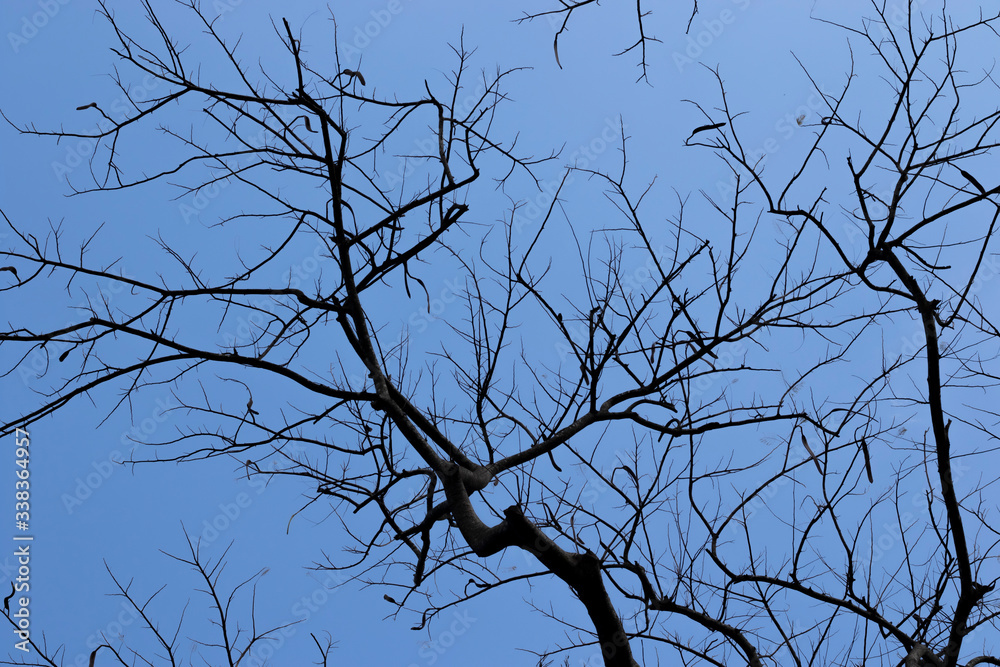 Obraz premium Silhouette of leafless branches and sky background