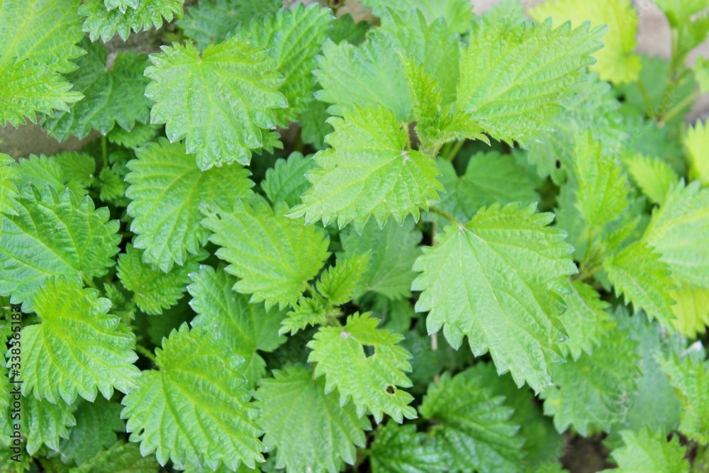 Green searing nettles summer greens texture background Green searing nettles summer greens texture background