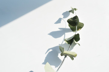 Green dry eucalyptus leaves. Branch and shadows on a light background. flat lay, top view for poster, banner
