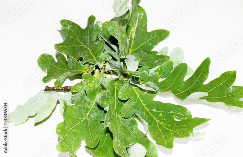 Green oak leaves located on a white background