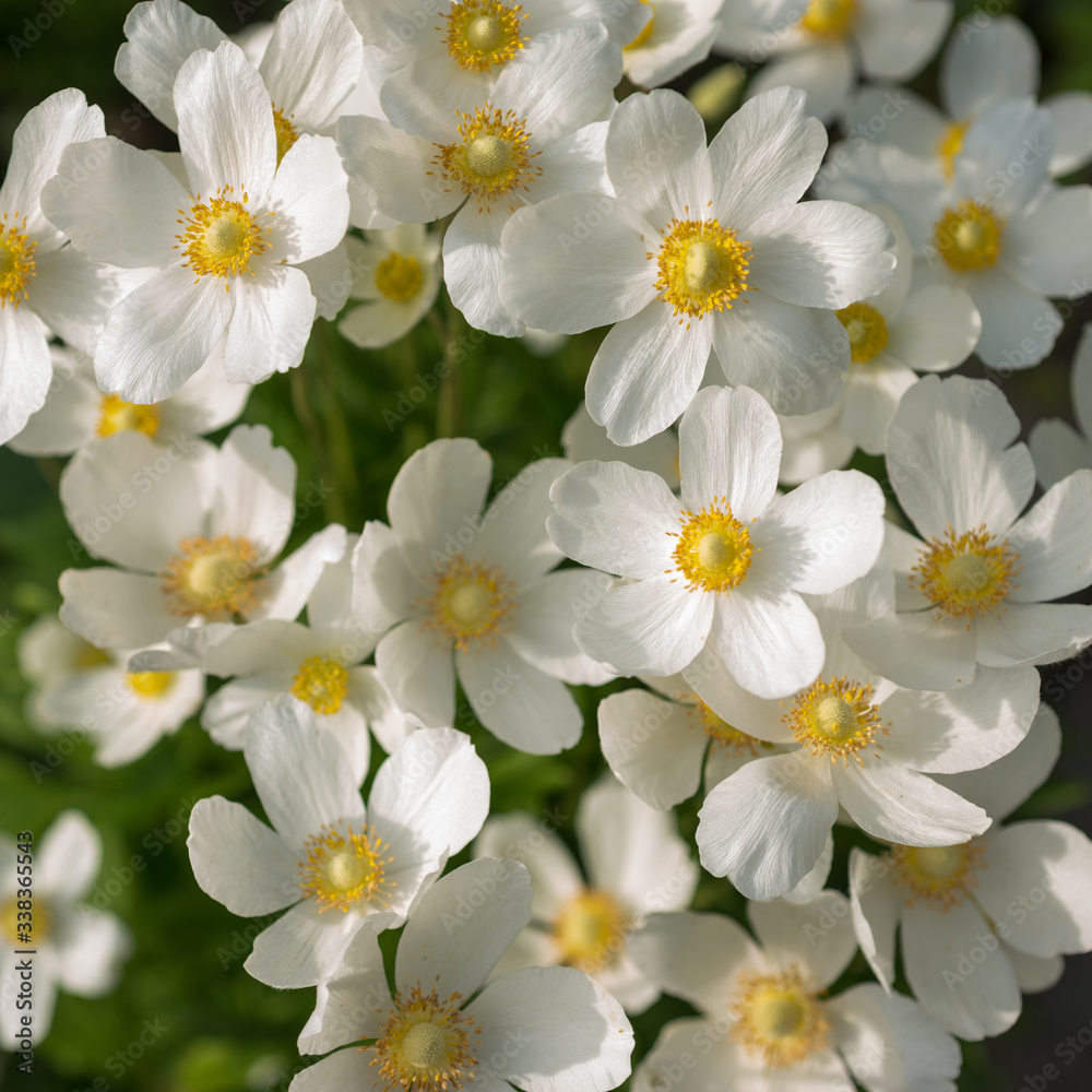 White anemone flowers close-up in the garden