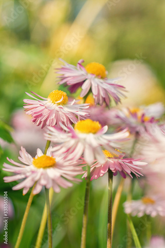 Bellis perennis flowers bloom in the spring garden