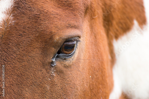 eye of brown horse close up
