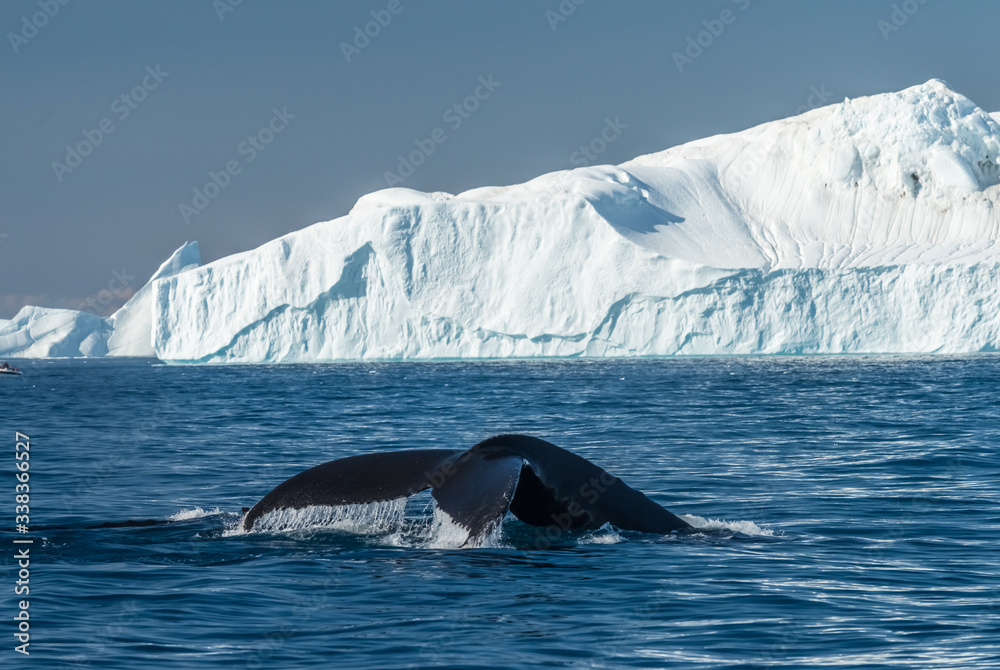 Fototapeta premium Humpback whales feeding among enormous icebergs near the mouth of the Icefjord, Ilulisaat, Disko Bay, Greenland