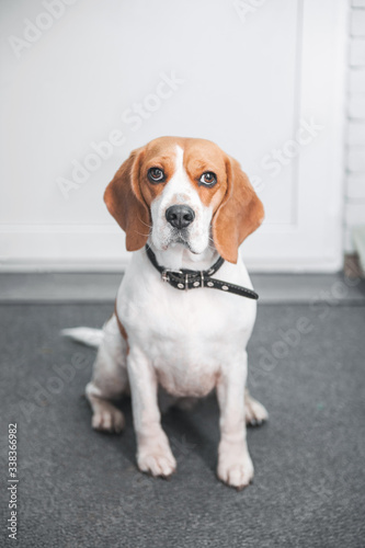 beagle dog sitting in the hallway with dirty paws and waiting for the owner to wash the paws