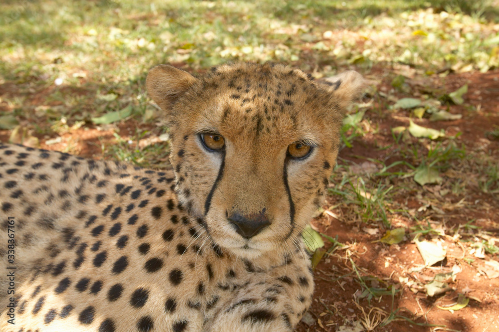 Close-up of Cheetah in animal facility of Nairobi, Kenya, Africa at the KWS Kenya Wildlife Service Close-up of Cheetah in animal facility of Nairobi, Kenya, Africa at the KWS Kenya Wildlife Service