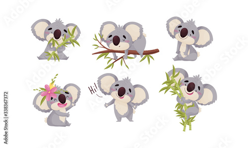 Cartoon Koala Animal with Big Ears and Nose Climbing Bamboo and Eating Leaves Vector Set