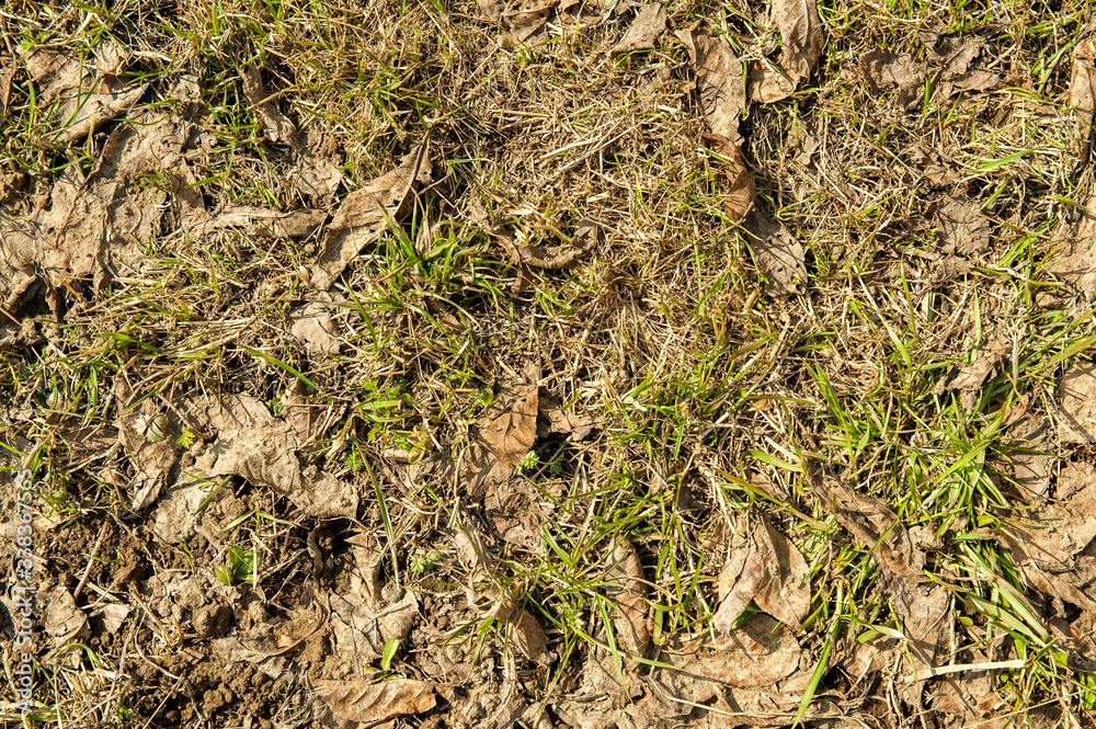 old lawn in spring in rotten castings. unmade spring lawn. last year's foliage on the grass old lawn in spring in rotten castings. unmade spring lawn. last year's foliage on the grass