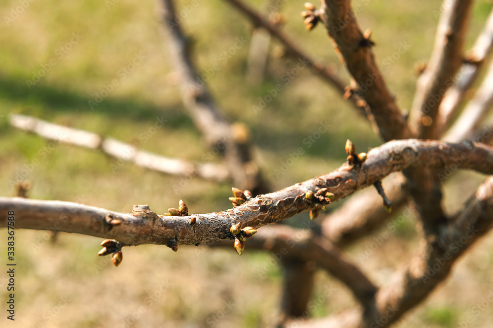 buds bloom on a branch. leaves bloom buds bloom on a branch. leaves bloom