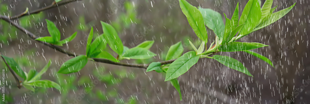 spring rain in the forest, fresh branches of a bud and young leaves with raindrops spring rain in the forest, fresh branches of a bud and young leaves with raindrops