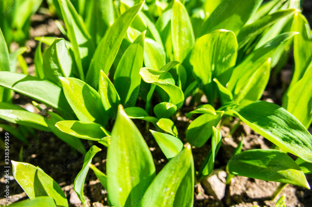 Fototapeta premium Summer green grass closeup. Large leaves. Agricultural field with plants in the sun. Background for graphic design of agro booklet.