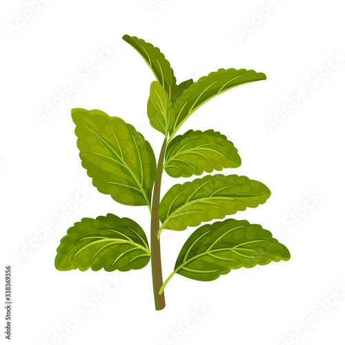 Dark Green Mint Leaves with Serrated Margins Vector Illustration