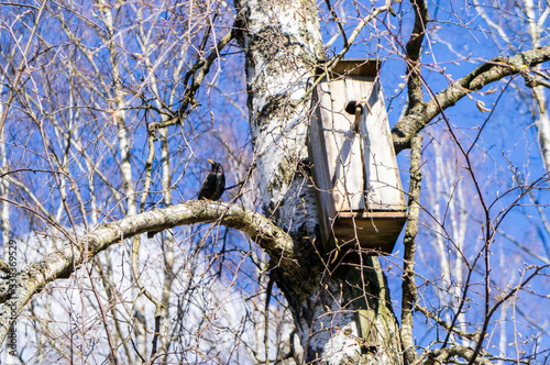 Birdhouse on a tree with a bird starling.