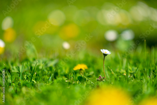 sunny, bright, vibrant spring background with blur effect