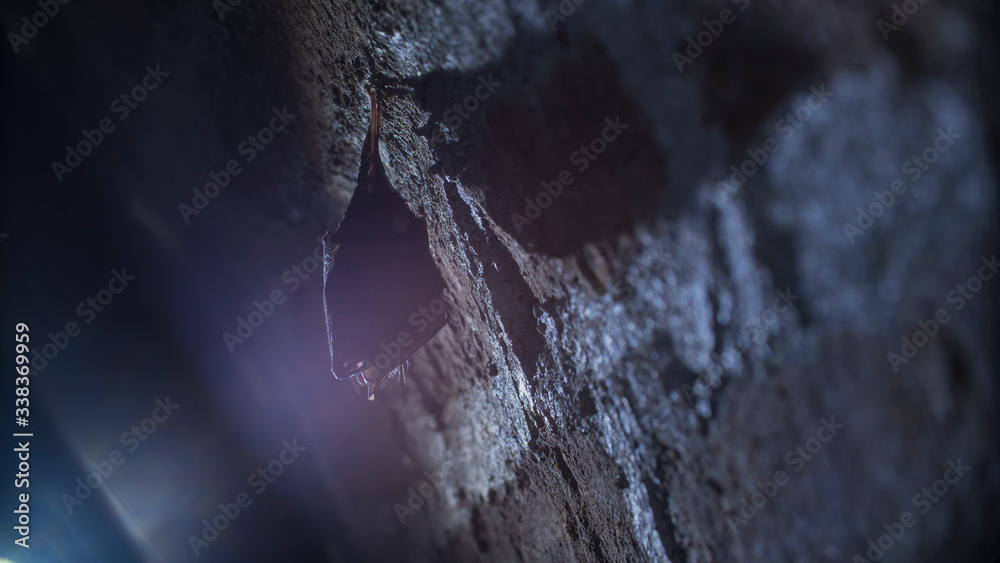Close up small sleeping lesser horseshoe bat covered by wings, hanging upside down on top of cold arched brick cellar and hibernate. Creative wildlife