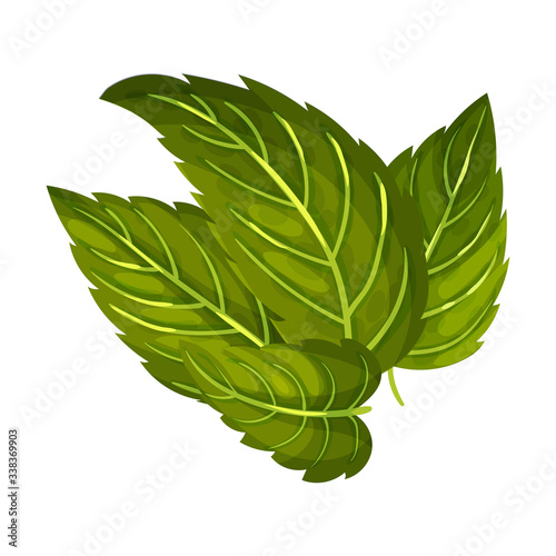 Dark Green Mint Leaves with Serrated Margins Vector Illustration