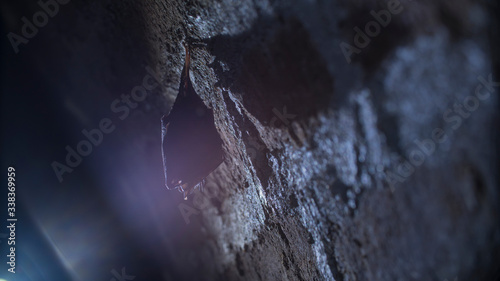 Close up small sleeping lesser horseshoe bat covered by wings  hanging upside down on top of cold arched brick cellar and hibernate. Creative wildlife