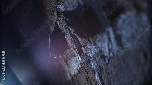 Obraz na płótnie Close up small sleeping lesser horseshoe bat covered by wings, hanging upside down on top of cold arched brick cellar and hibernate. Creative wildlife w salonie