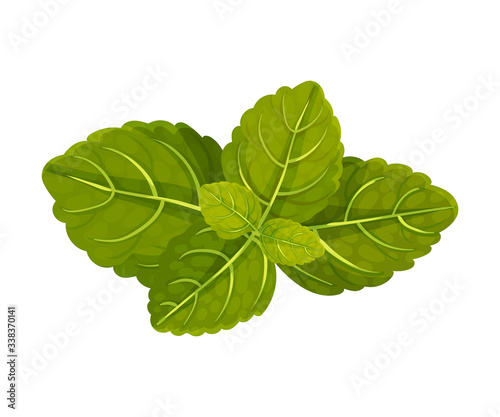 Aromatic Oblong Mint Leaves with Veins Isolated on White Background Vector Illustration
