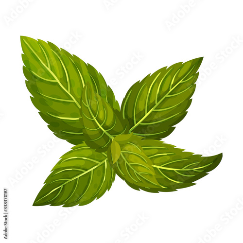 Aromatic Oblong Mint Leaves with Veins Isolated on White Background Vector Illustration