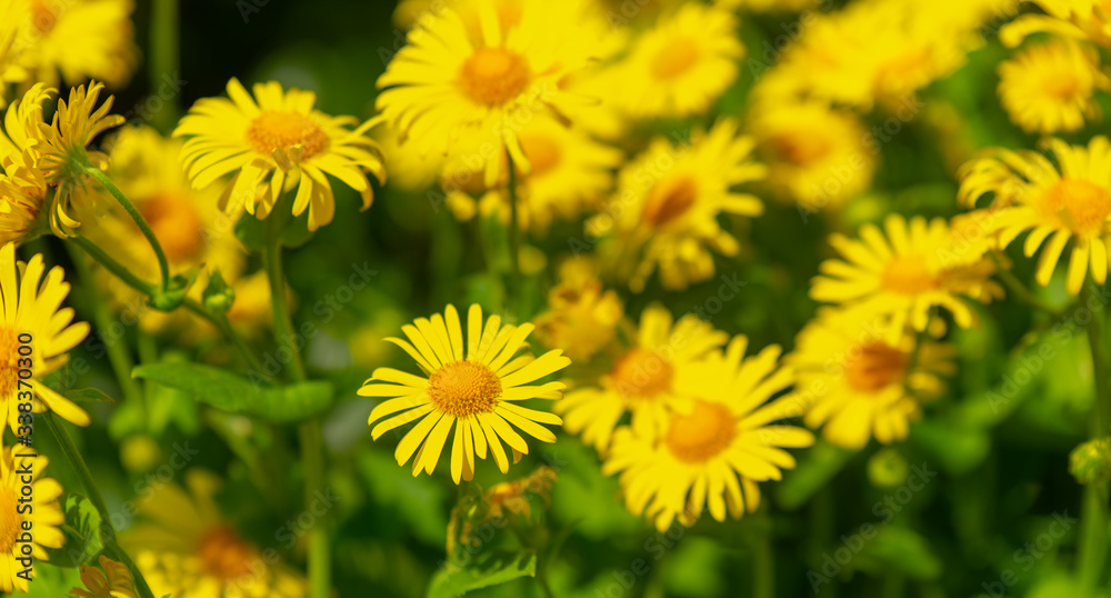 sunny, bright, vibrant spring background with blur effect sunny, bright, vibrant spring background with blur effect